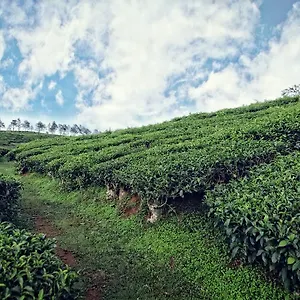 https://the-windflower-resort-spa-vythiri.kerala-hotels.net